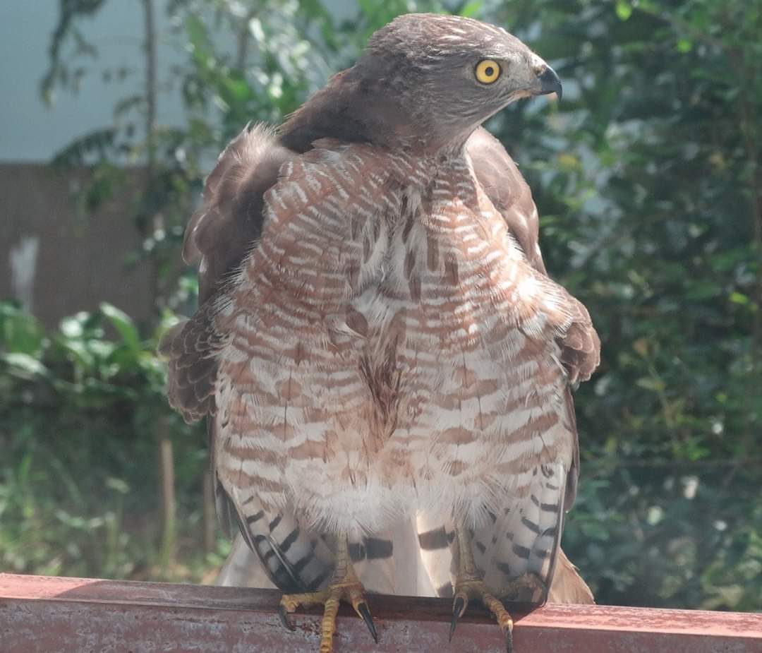 Wildlife Short Stories.
#shikra
#WoWRaptors 
#indianforest
#wildlifeofindia
#indiAves
#indiWild
#TwitterNatureCommunity 
#wildlifeshortstories 
This fella is really restless...