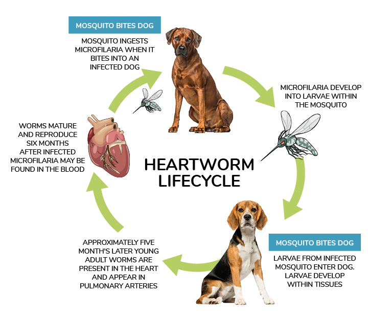 April is National Heartworm Awareness Month.  Heartworms are transmitted by mosquitos.  During the warmer months, make sure your dog is on a heartworm preventative to keep them healthy.  Heartworm is no joke!

ow.ly/8N7L50Eb6E5