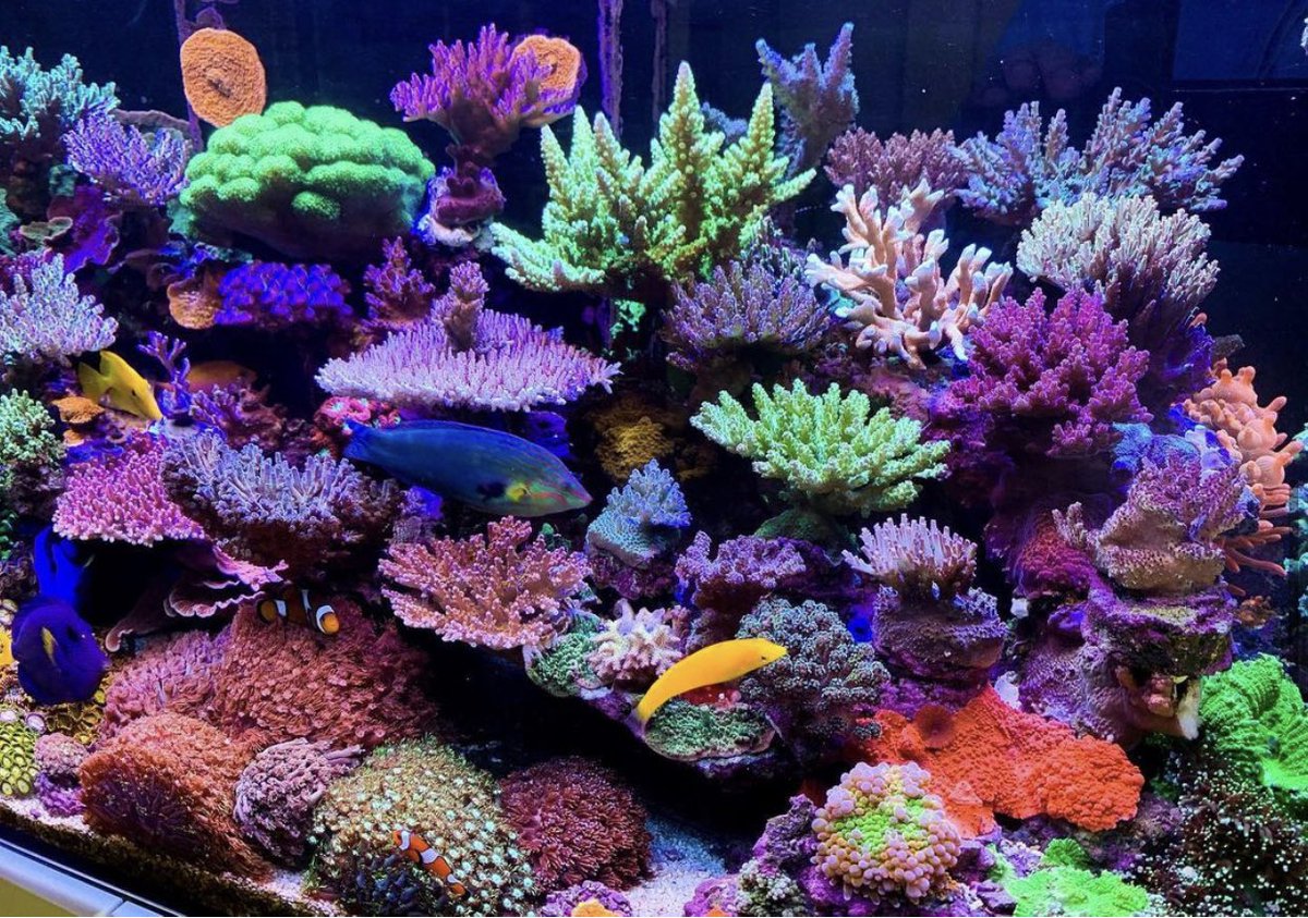 Reefanabolics's tweet image. Fuelled by Reef Anabolics ✨ 🇦🇺 
Photos courtesy of Peter ~ Reef_Addict 

Just Wow! 😱👏

Peter has been a utilising Reef Anabolics Trace Elements Support System for over 4 years. Thank you for your ongoing support Peter 🙏 ☺️ 

#reefanabolics #RA #saltwatertank #reefingmadeeasy