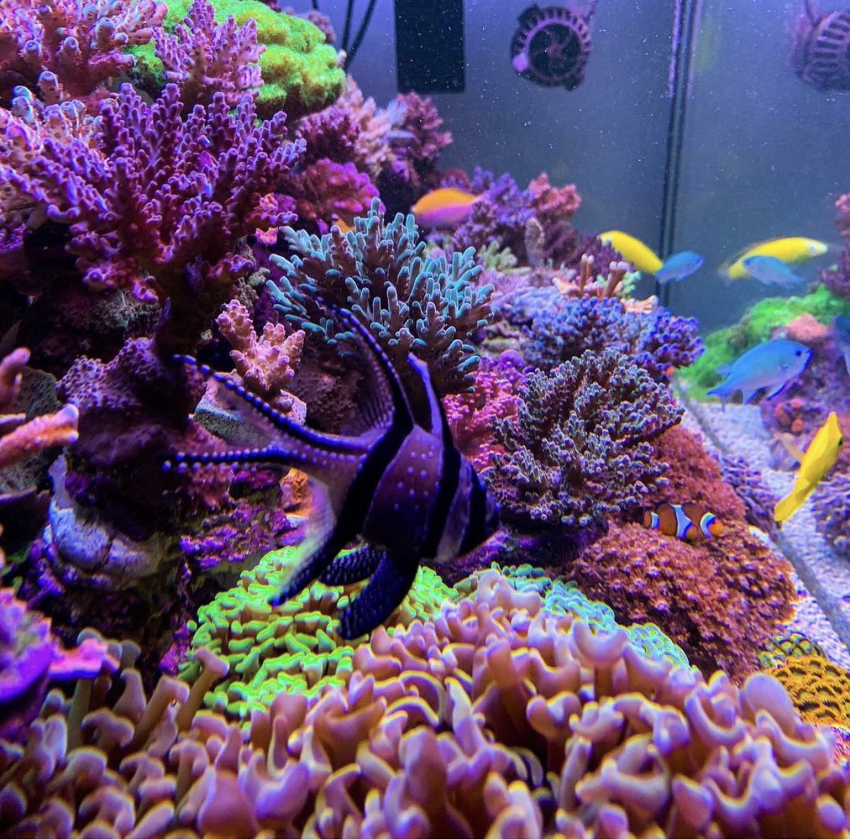 Reefanabolics's tweet image. Fuelled by Reef Anabolics ✨ 🇦🇺 
Photos courtesy of Peter ~ Reef_Addict 

Just Wow! 😱👏

Peter has been a utilising Reef Anabolics Trace Elements Support System for over 4 years. Thank you for your ongoing support Peter 🙏 ☺️ 

#reefanabolics #RA #saltwatertank #reefingmadeeasy