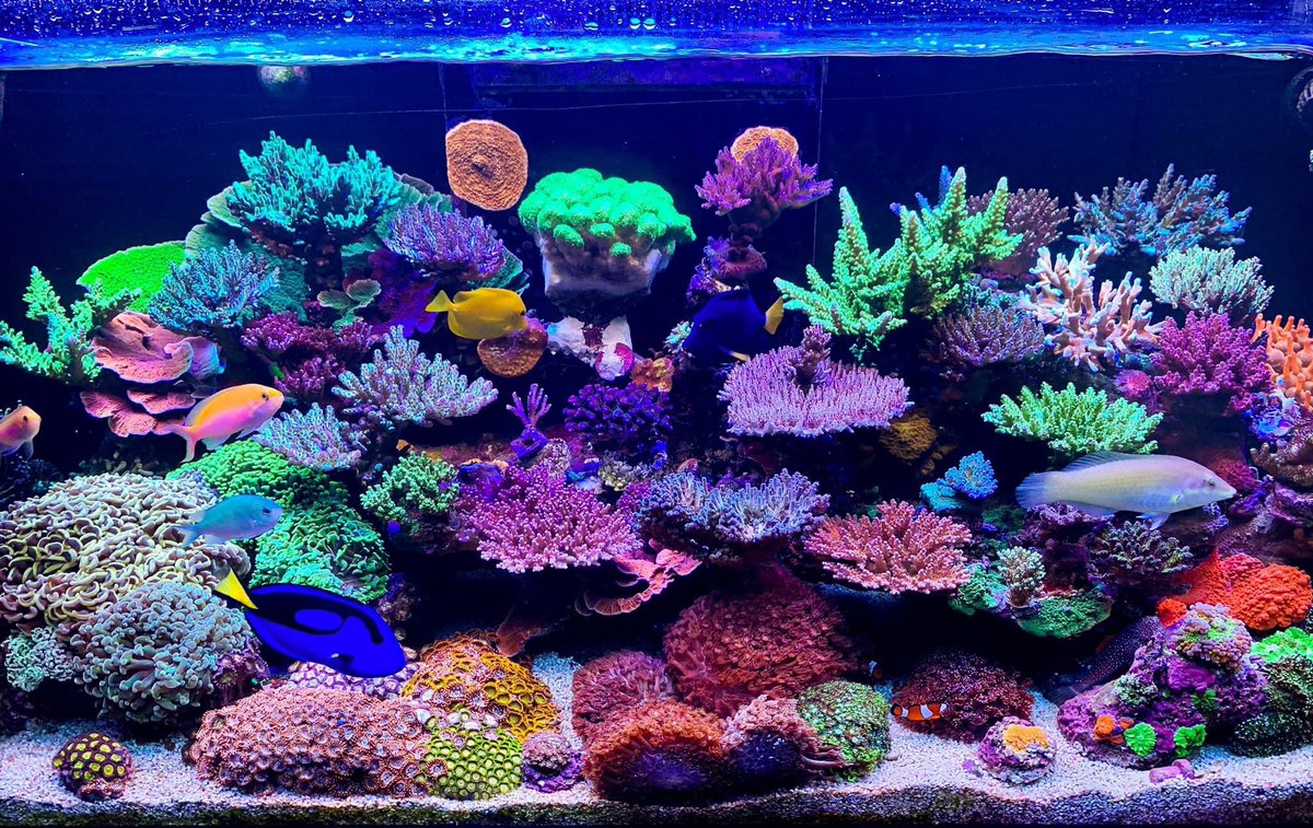 Reefanabolics's tweet image. Fuelled by Reef Anabolics ✨ 🇦🇺 
Photos courtesy of Peter ~ Reef_Addict 

Just Wow! 😱👏

Peter has been a utilising Reef Anabolics Trace Elements Support System for over 4 years. Thank you for your ongoing support Peter 🙏 ☺️ 

#reefanabolics #RA #saltwatertank #reefingmadeeasy