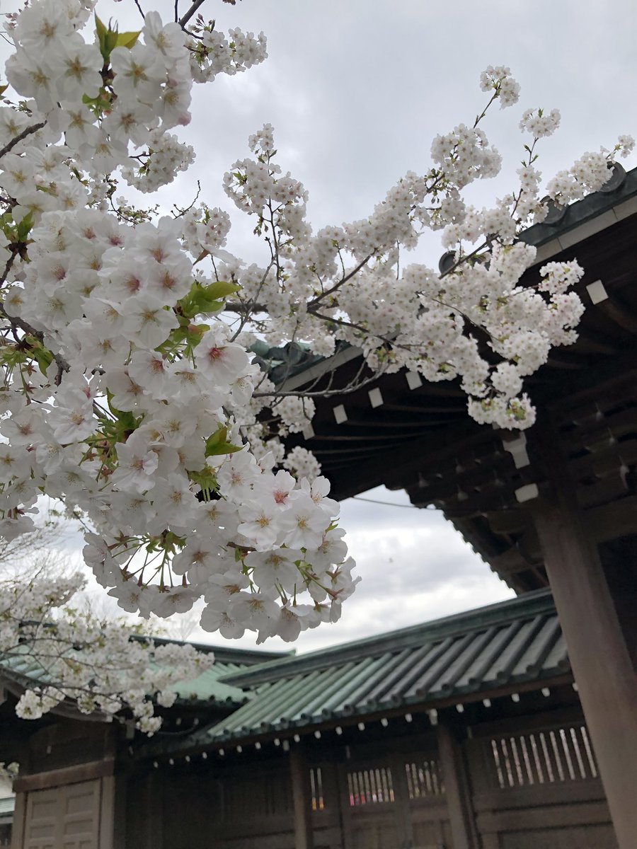 Sakura season is almost over 😩🌸 I didn’t get to do a proper hanami again this year, but I’m so lucky to be able to experience the beautiful blossoms at my shrine ⛩ Hopefully next year we’ll be able to go all out with a full picnic under the blooming sakura ☺️