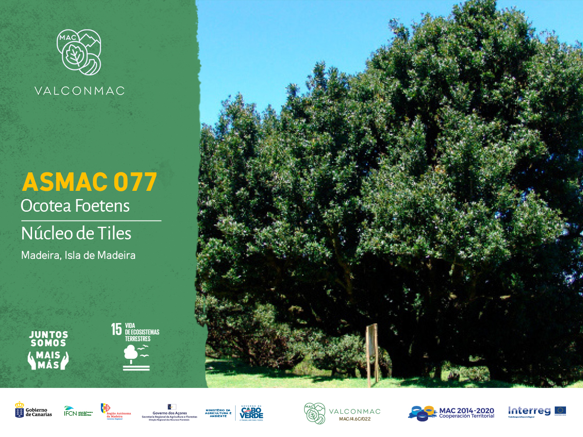 valconmac2's tweet photo. NÚCLEO DE TILES Núcleo de grandes ejemplares integrados en la mancha de Floresta de Laurisilva clasificada como patrimonio mundial natural, incluida en la Red Natura 2000 y en el área de Parque Natural de Madeira.
#proyecto #valconmac2 #macaronesia #madeira #patrimonioforestal https://t.co/9fG7yMbxsL