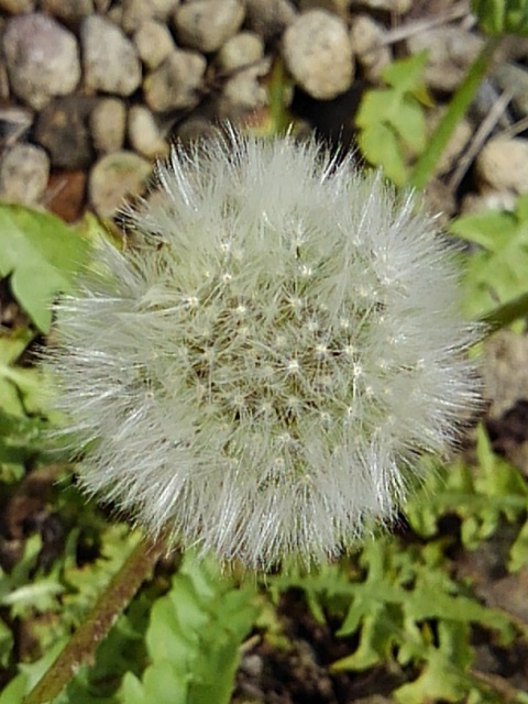 スラム 花の部分が綿帽子となったタンポポが出始めました 季節の流れを感じさせる景色でもありますね T Co Ohhn3xgj6e Twitter