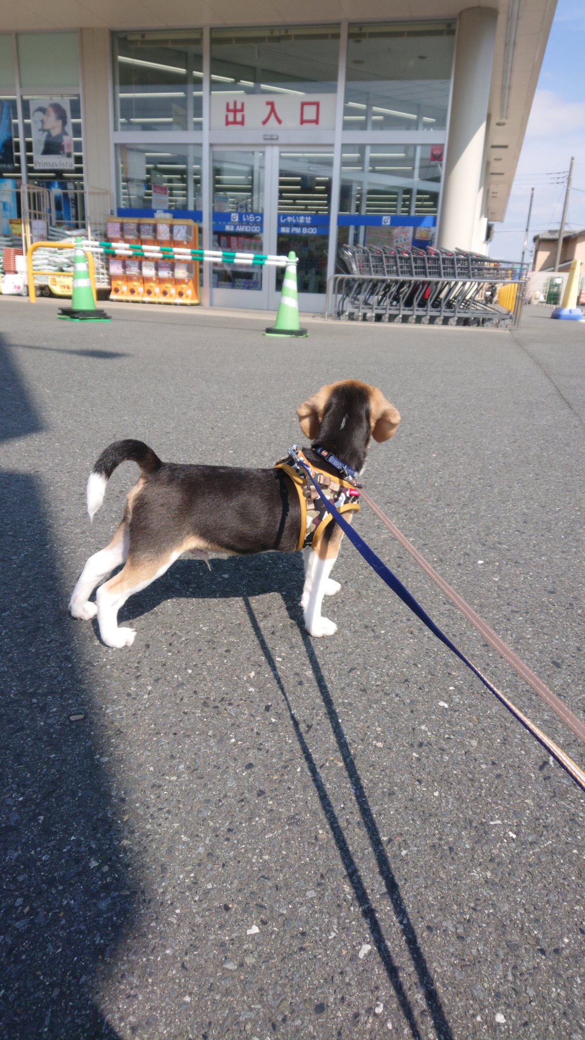 お散歩嫌い Twitter Search Twitter