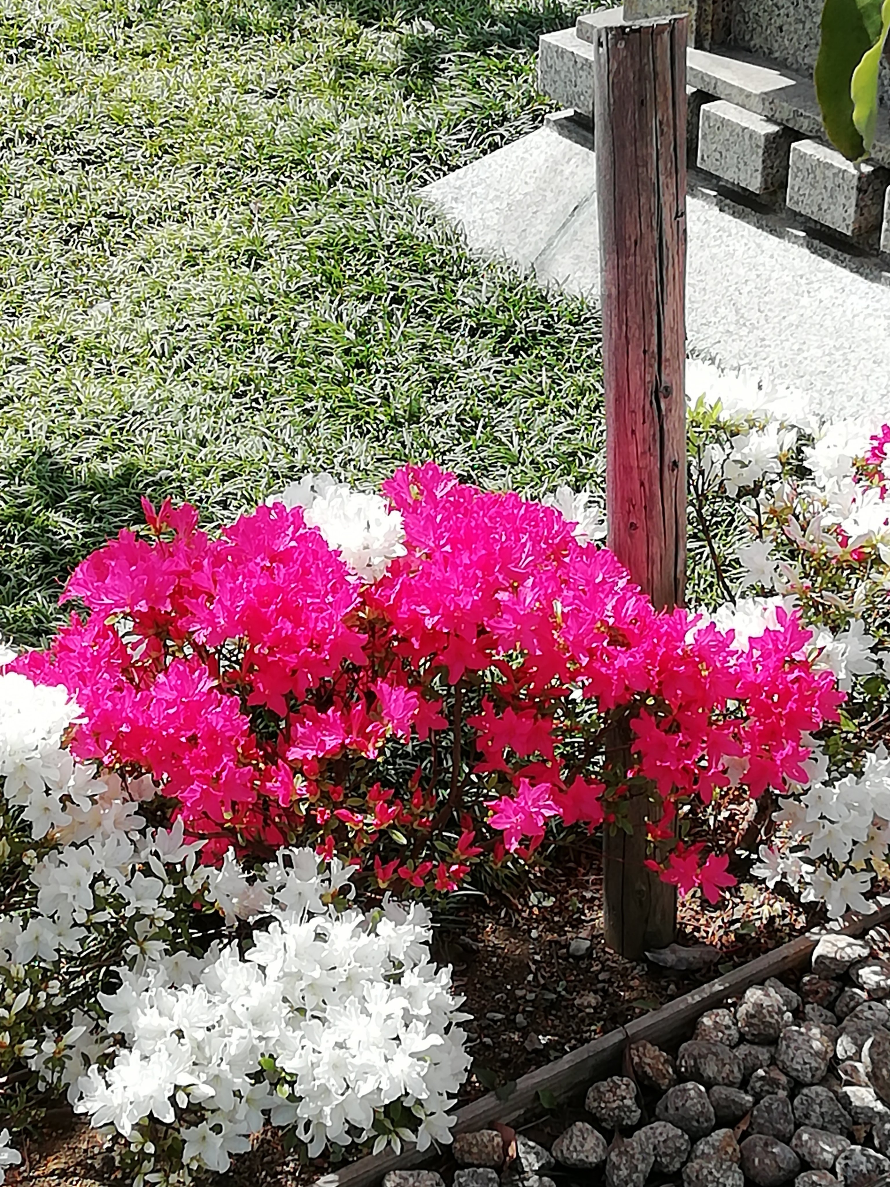 川崎市シティプロモーション 春は花の季節 川崎市の花 ツツジ も鮮やかにまちを彩っています 画像は 川崎大師平間寺 で撮影 赤と白のコントラストが素敵ですね T Co Wwztkr5tgd Twitter