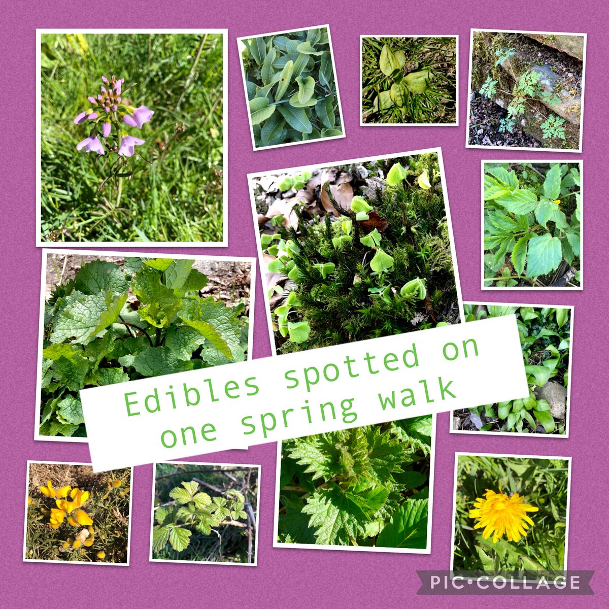 RunningHare's tweet photo. Fancy a forage? Nature is bountiful around here 
#take what you need, use what you take https://t.co/9JFIscHi2O