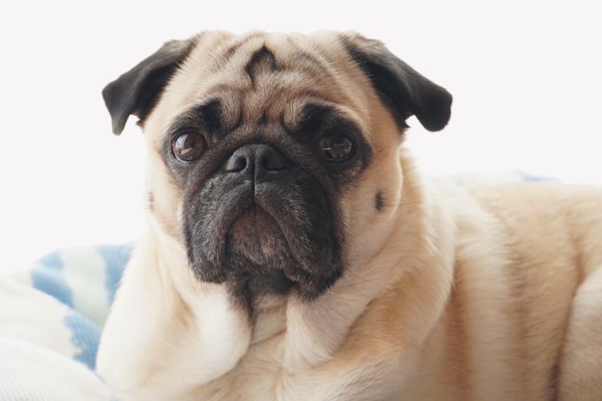 確定申告のtwitterイラスト検索結果