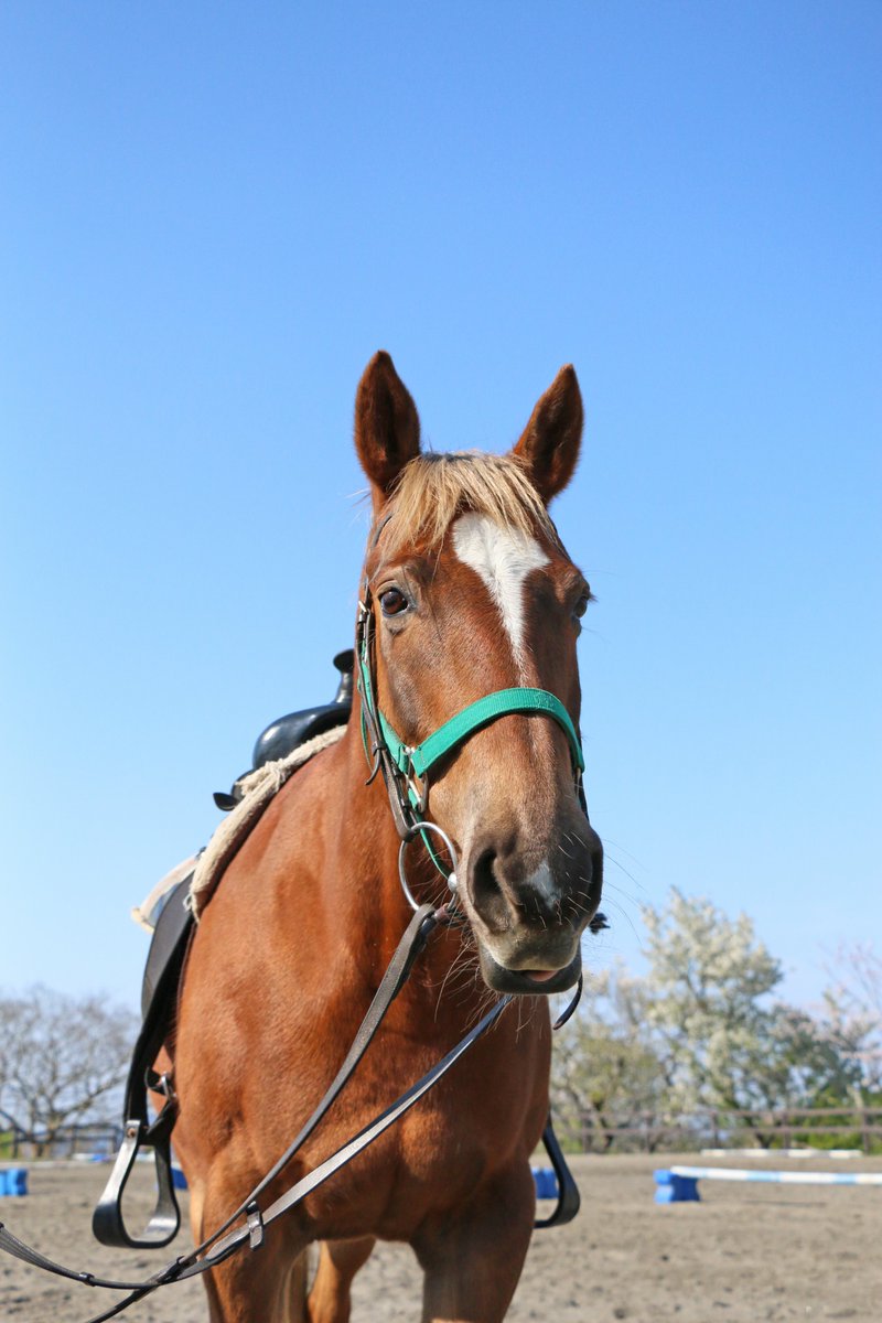 マザー牧場 on X