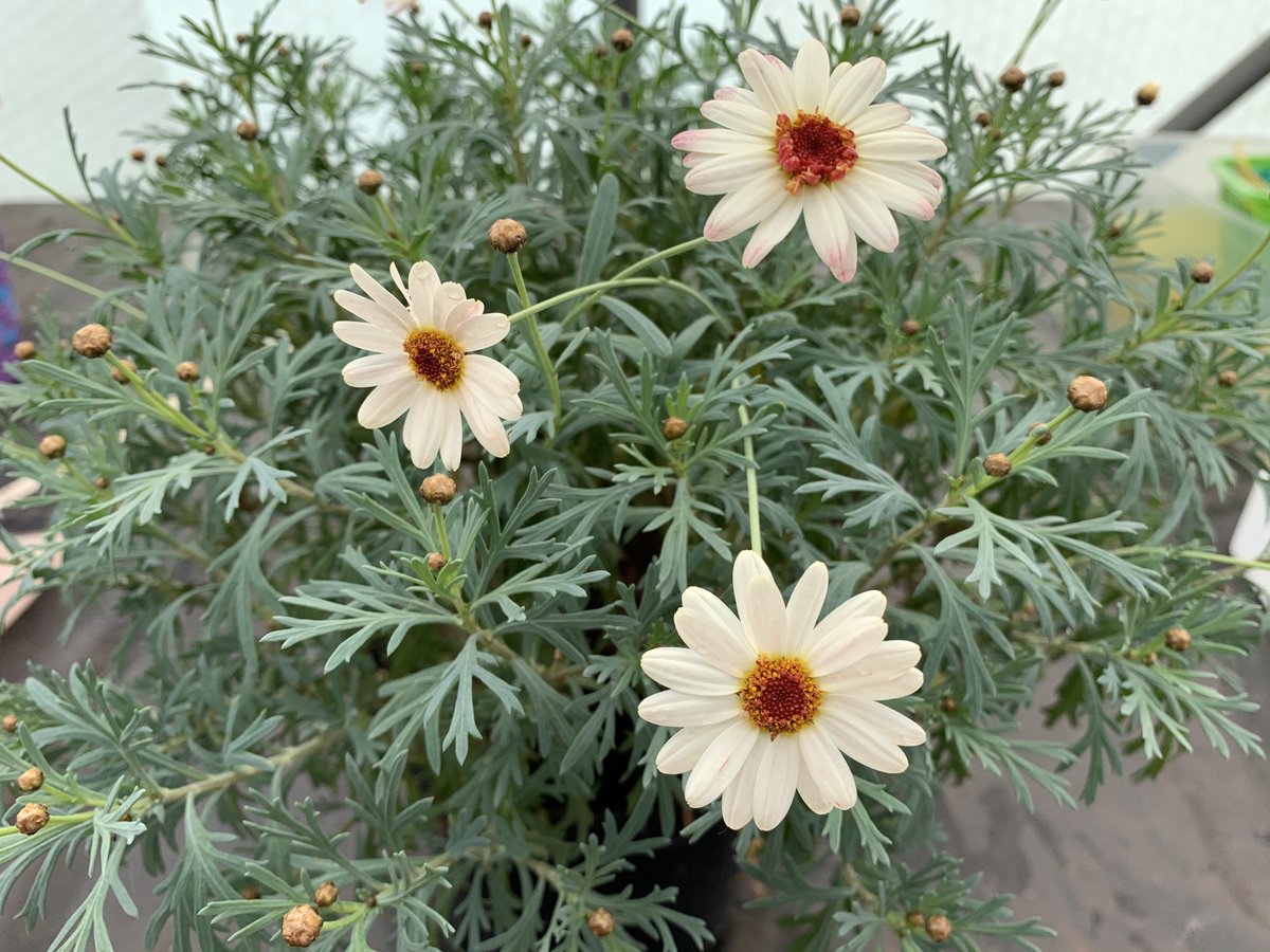 PlugplantUK's tweet photo. Molimba Duplo White Argyranthemum #PlugPlants: Order online: https://t.co/eyxCez4LHh 

An abundance of ' daisy ' flowers, ideal for garden borders. Attractive to butterflies 🦋❤️

#lowmaintenanceplants #lovegardening #lovenature #pollinators #loveflowers https://t.co/lqtFEmNXl4