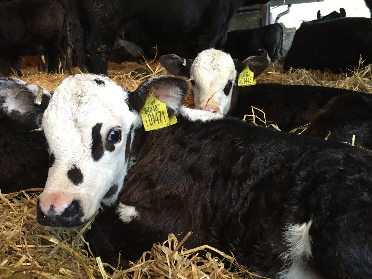 Hideaway Experience (@luxuryhideaways) on Twitter photo Happy #coosday ā¦<a href="/VisitScotNews/">VisitScotland News</a>ā© #visitscotland ā¦@GoRuralScotlandā© #gorural These new born Aberdeen Angus x Hereford calves staying cosy at North Balluderon Farm in Angus Happy #coosday ā¦<a href="/VisitScotNews/">VisitScotland News</a>ā© #visitscotland ā¦@GoRuralScotlandā© #gorural These new born Aberdeen Angus x Hereford calves staying cosy at North Balluderon Farm in Angus