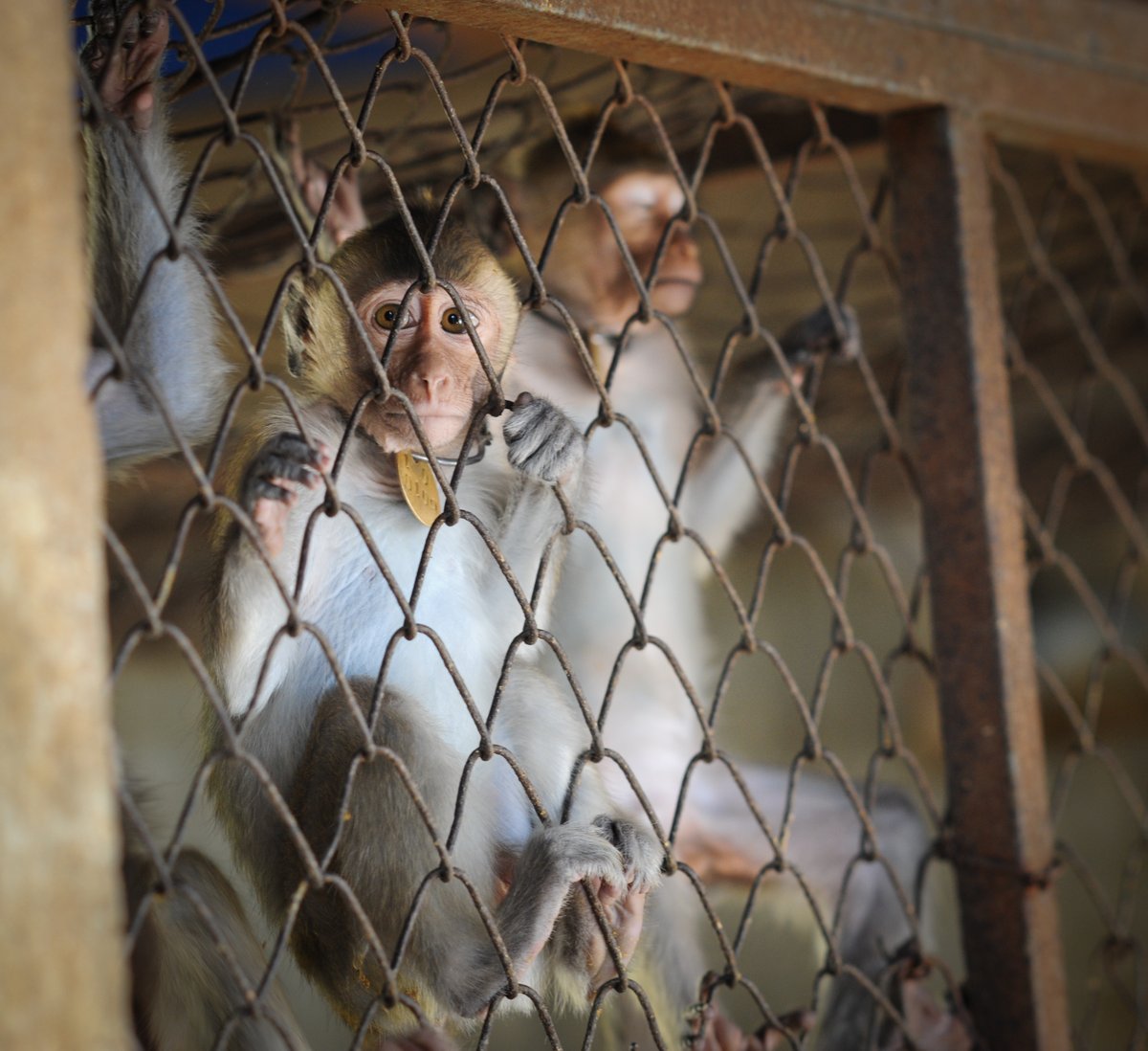 Long-tailed macaques on breeding farm in Lao PDR; credit: Jo-Anne McArthur/We Animals  #WeAnimalsMedia