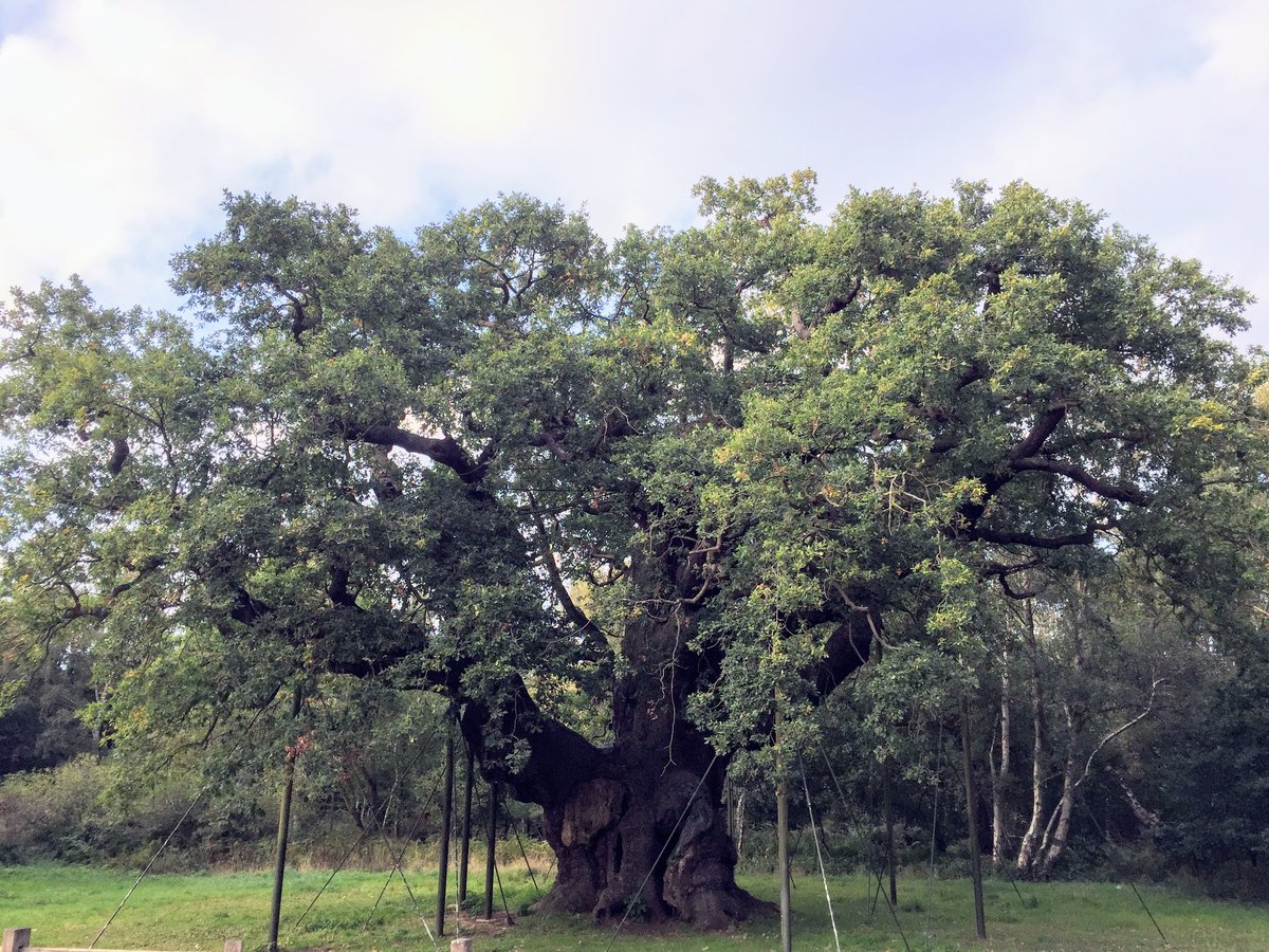edgoodall's tweet image. Saluting the Major Oak in Sherwood Forest for #thicktrunktuesday this week. I was lucky enough to see this grand old fella a couple of years back. Here many centuries before us and hopefully at least couple more after we're all gone. @WoodlandTrust @AncientTreesATF