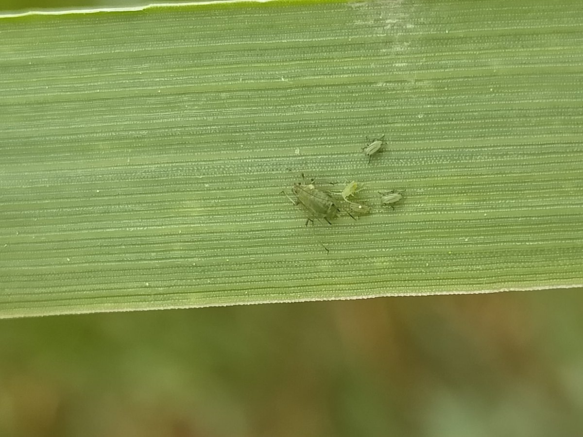 MCNBzoologia's tweet image. Aquesta setmana comença la segona campanya de pugons i enemics naturals del projecte #Ecostack a Gallecs!!
A les imatges: camps, investigadores del nostre departament i la @MCNBzoologia @BiologiaUB i observació de Sitobion avenae