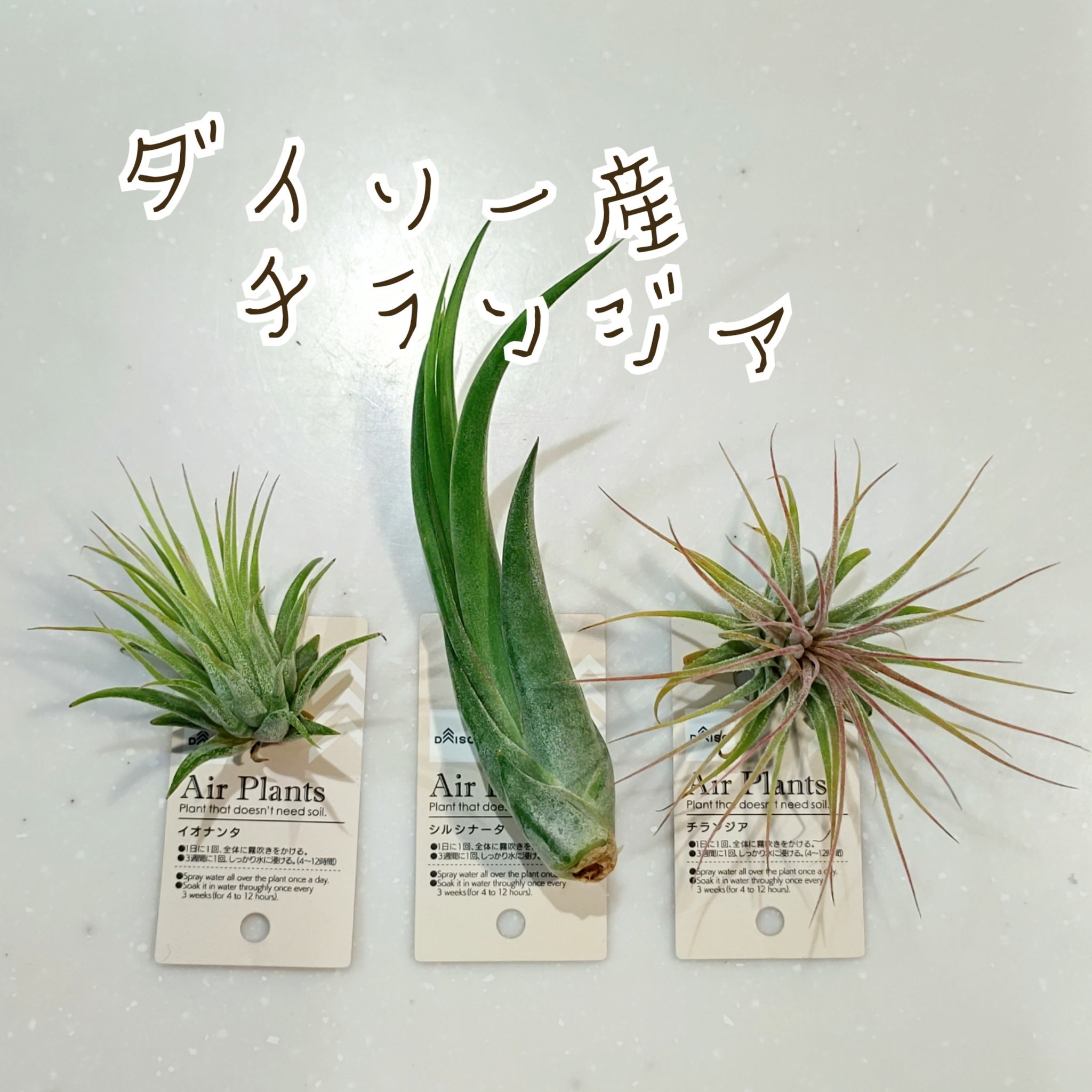 ちーさん 手書き٩ 幸 幸 ۶ ダイソーでチランジアをお迎えしました 左 イオナンタ 中 シルシナータ 右 フクシーとかかな 一昨年買った子は冬の水やりを失敗して ほとんど枯れちゃったんだよね 去年は葉っぱが太い系だけを買って ちゃんと元気です ちーさん 手書き٩ 幸 幸 ۶ ダイソーでチランジアをお迎えしました 左 イオナンタ 中 シルシナータ 右 フクシーとかかな 一昨年買った子は冬の水やりを失敗して ほとんど枯れちゃったんだよね 去年は葉っぱが太い系だけを買って ちゃんと元気です