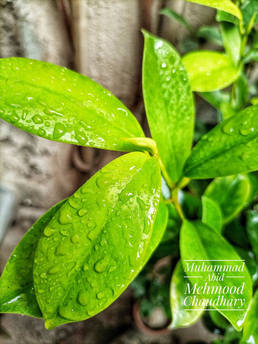 mamcpk's tweet photo. #ملتان ☔ بارش کے دوران تازہ ترین کلک

#infinix #Pakistan #InfinixNote7 #InfinixPakistan https://t.co/bXxIs4wzOV