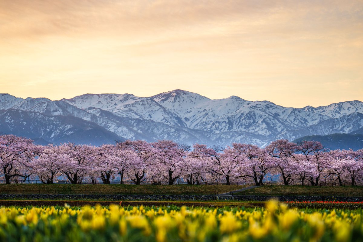あさひ舟川「春の四重奏」がやばかった。桜、菜の花、チューリップに冠