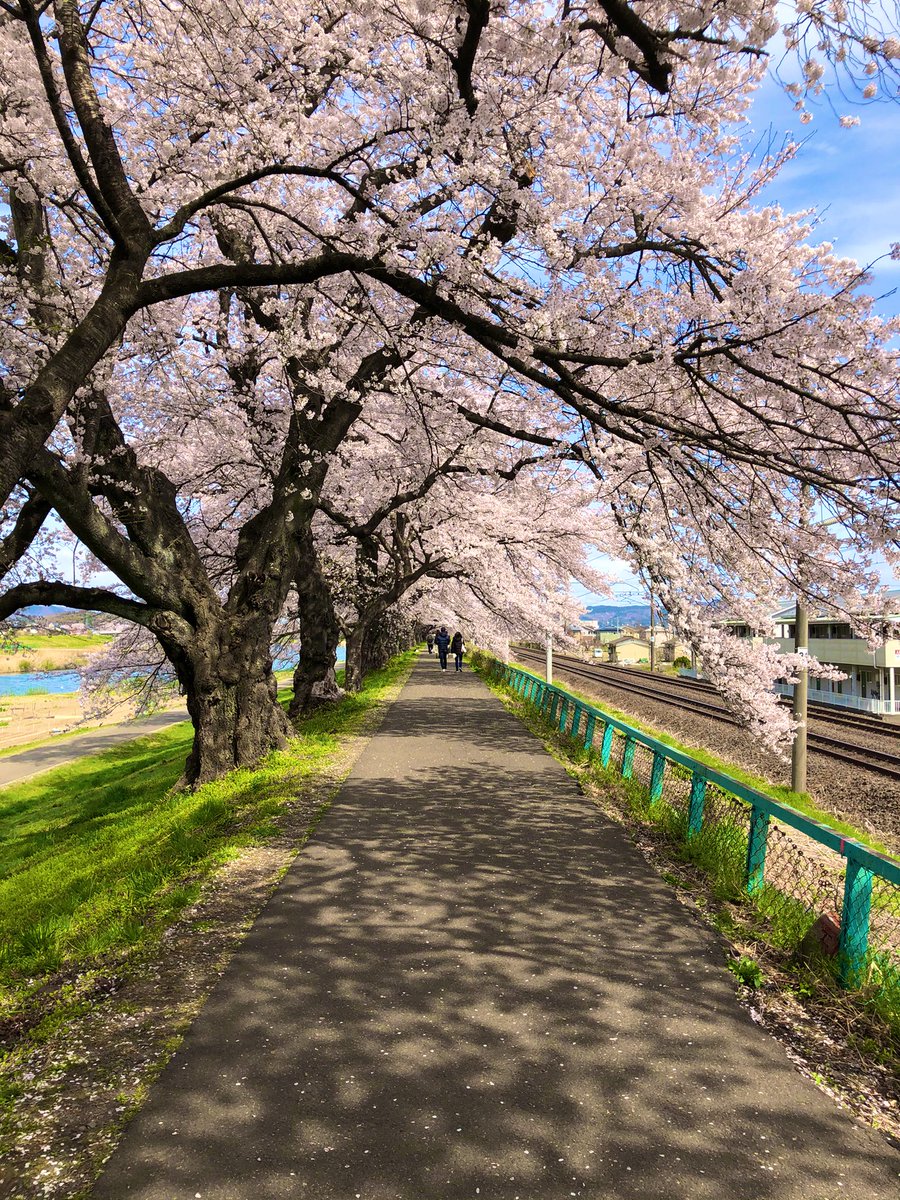 pokemonSENDAIGO's tweet photo. #一目千本桜
#柴田町
#JapaneseCherrytree 🌸 https://t.co/kM5d3YXFfH