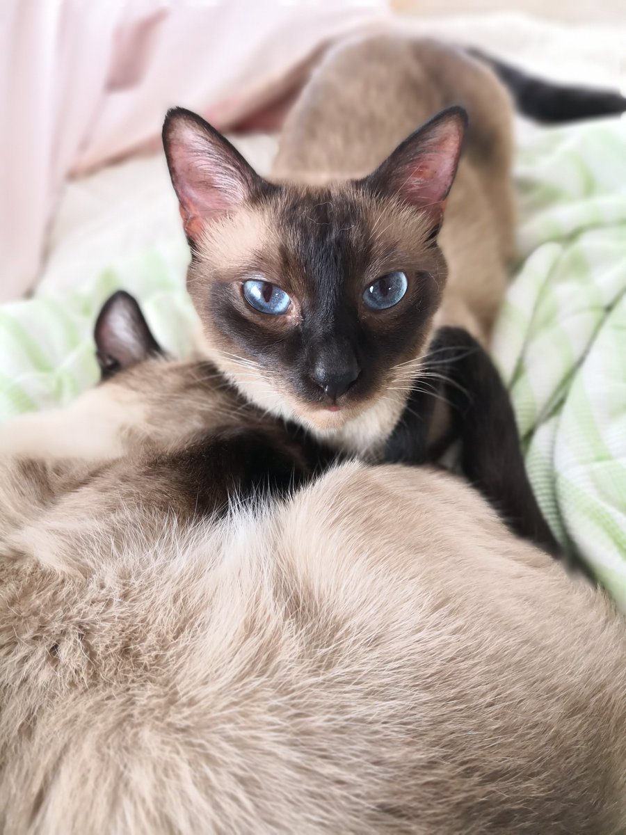 ぶちこっこ ぜーんぶ ヤングでイケてた頃のココたん 王子 シャム猫の日 シャム猫祭り シャム猫の日21