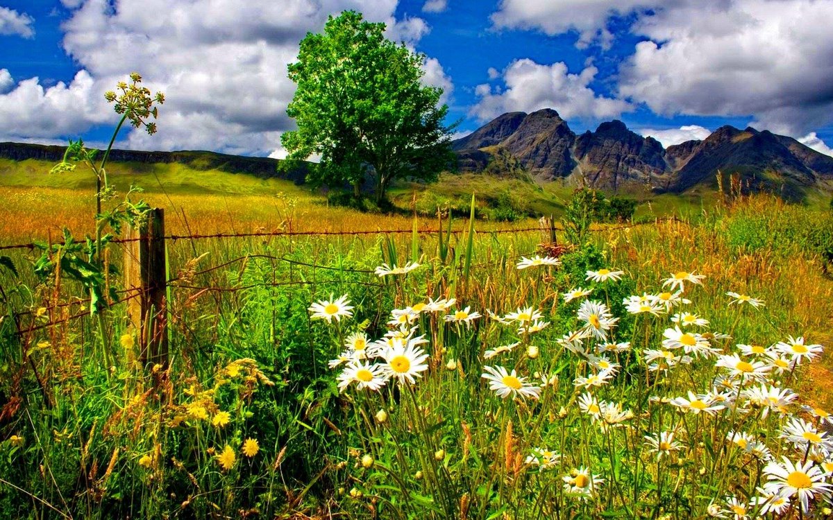 Звуки летней природы. Байдарская Долина ромашки. Летний пейзаж. Летняя природа. Красивый луг.