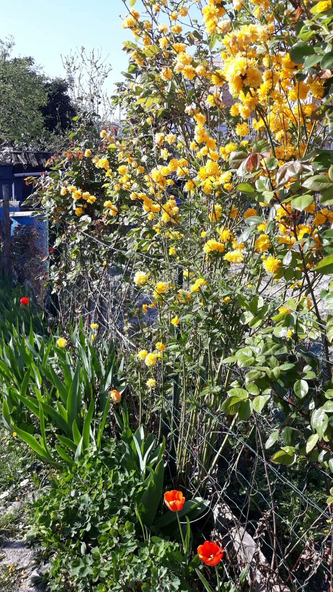 FC_actu's tweet photo. À Aubervilliers, en Seine-Saint-Denis : plusieurs parcelles des jardins ouvriers "des vertus" vont sans doute disparaître sous le futur solarium de la piscine prévue pour les JO de 2024. 
Reportage d'@annelaurechouin
https://t.co/D5tzYCm7WY https://t.co/5CP5jn2hIK