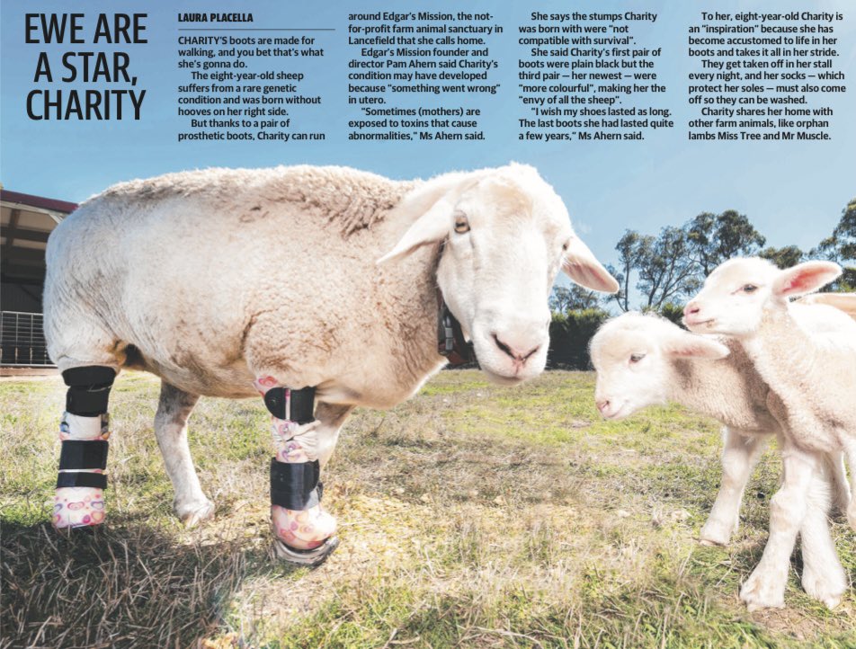 lauraplacella's tweet photo. Everyone, meet Charity and her very special pair of prosthetic boots! @theheraldsun @edgarsmission https://t.co/Kzt3lUPkz6