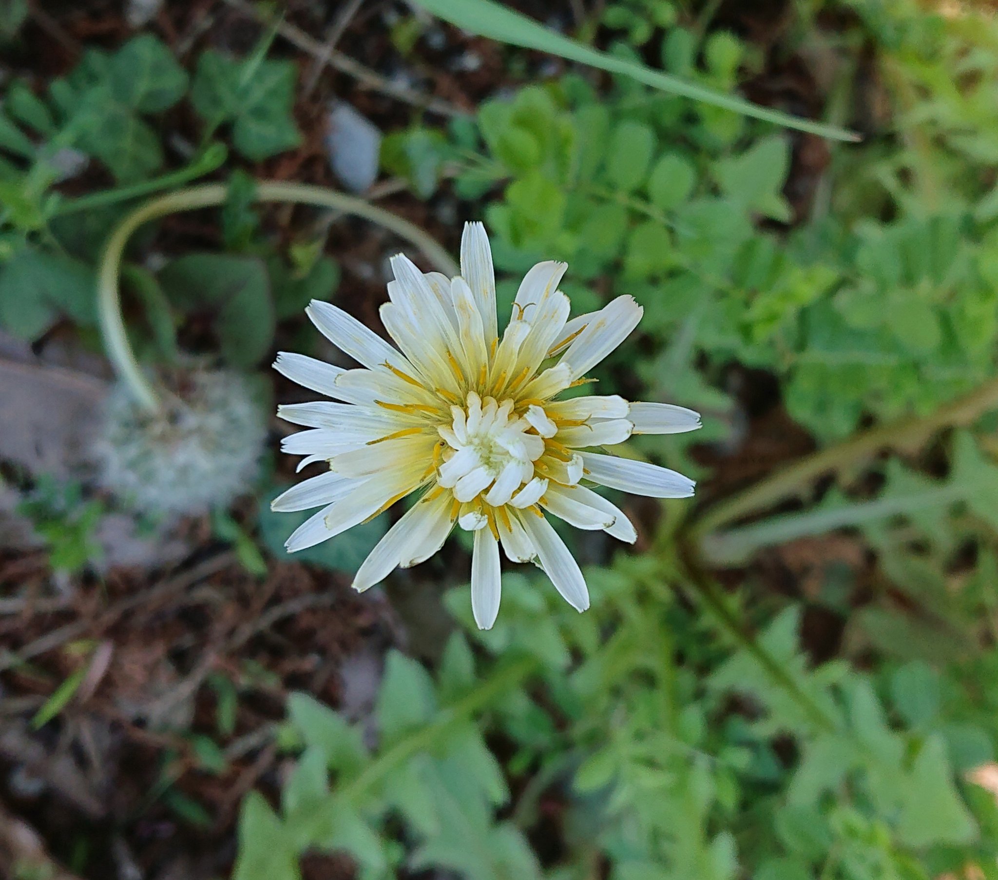 伊吹山頂対山館 発見 シロバナタンポポ 花言葉は 私を探して 私を見つめて 希少種であることが この意味に由来しているそうです ケアセンターいぶき 希少種 日日米原 T Co Trrrrdmqko Twitter