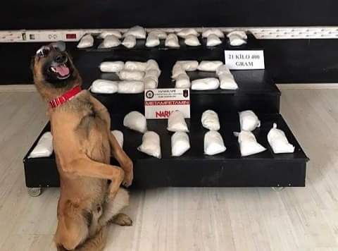 💥Olay tamamen tasma ile alakalı.
👉Tasmanız T.C nin elindeyse resimdeki artist gibi gururla devletinize hizmet edersiniz  !!!
👉Tasmanız Batı'nın elindeyse 103 emekli godoş gibi devletinize ihanet edersiniz. 
#Soylu bu itleride sahiplerinide iyi tanır 😎