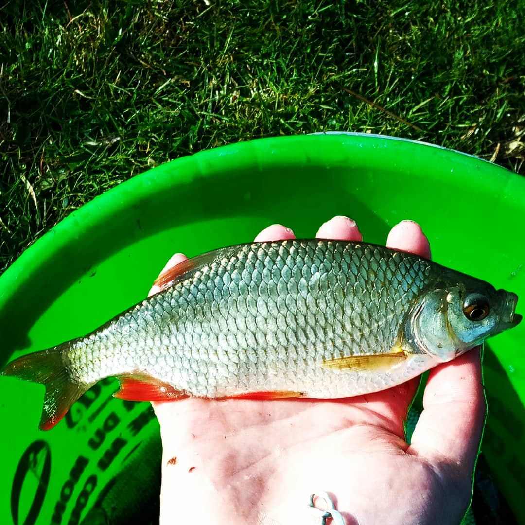 Fabpeche's tweet photo. 🐠🎣🐟 Session au coup du lundi de Pâques 🐟🎣🐠
.
.
.
.
.
.
#Nokill #mordudepeche #pêche #pechedujour #peche #fisherman #fishaddict #passionpeche
#somme80 #nature #pecheurfrancais #pecheur #pêcheurs #instapêche
#pecheenetang #pecheaucoup #etang #étang
https://t.co/pIWMo4kZ7F https://t.co/Eow6ptU7Av