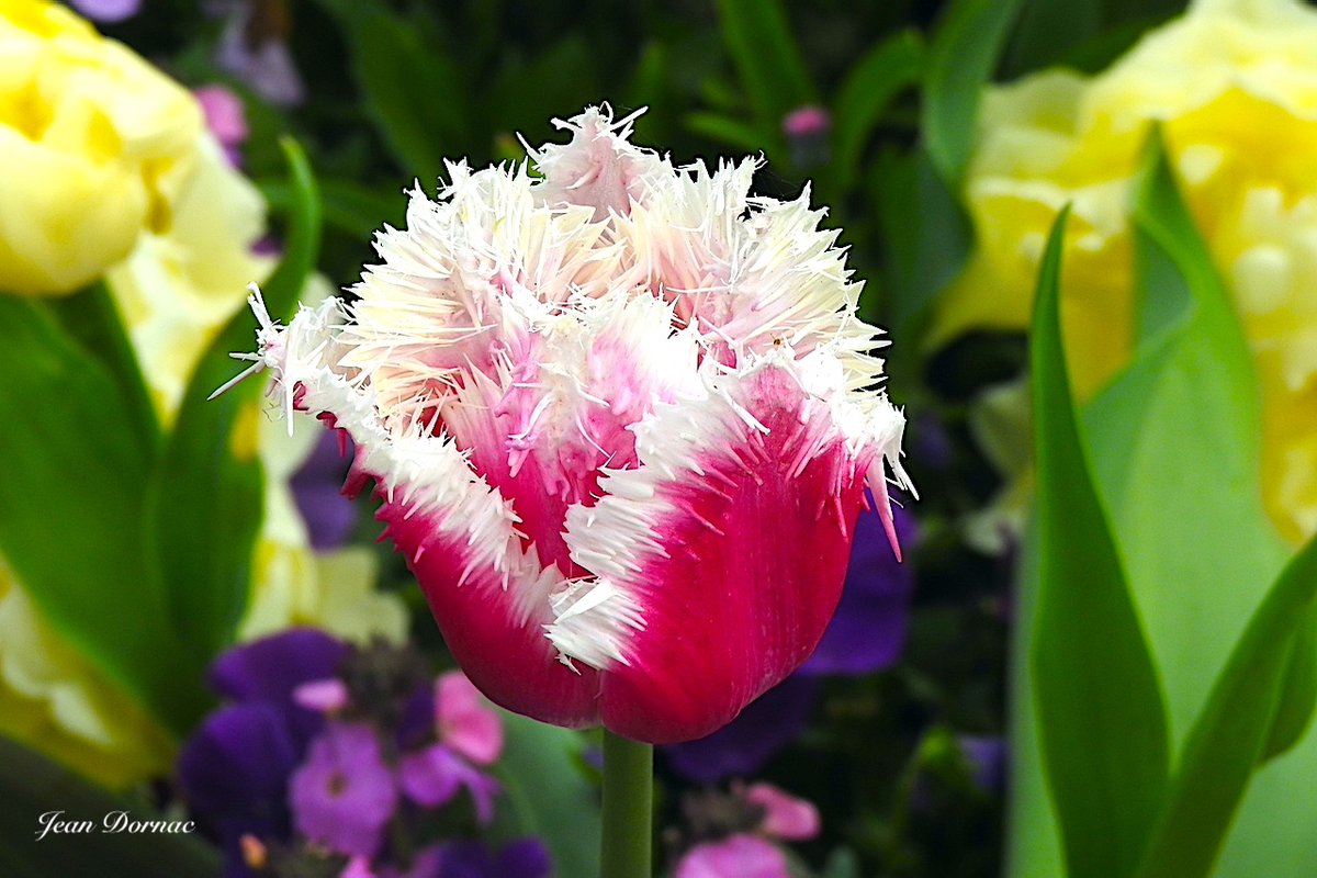JeanDornac's tweet photo. Merveilleuse tulipe bi-colore, à bords échancrés que je ne peux cesser d’admirer chaque fois que je la croise… #merveilleuse #tulipe #bicolore #bords #échancrés #admirer #croise #quai #Aiguillon #rivière #Léguer #Lannion #CôteArmor #Bretagne #France https://t.co/LOxEgwEG8D