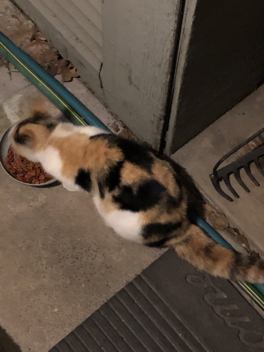 AntiqueTime's tweet image. Seems I may have a cat problem. Animals always seem to be attracted to me. The black cat looks like a grease spot on my driveway. The calico cat is very friendly. 🤣😂