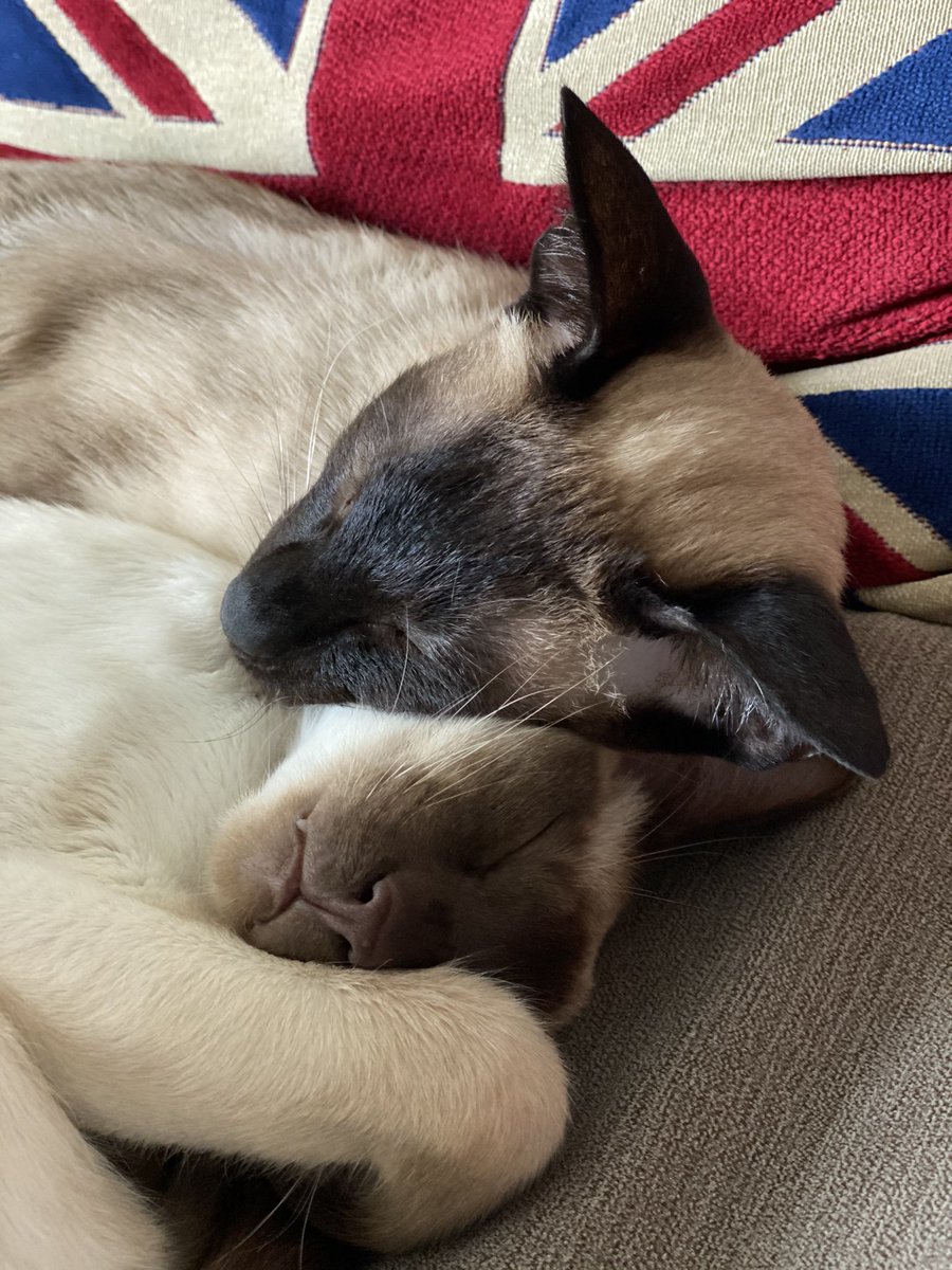 Tag us in a photo of your beautiful Siamese (present or past 🌈) and we will retweet in honour of #NationalSiameseCatDay 😻😻 #TeamMeezer #MeezerMischief #MagicalMeezers #SiameseCats