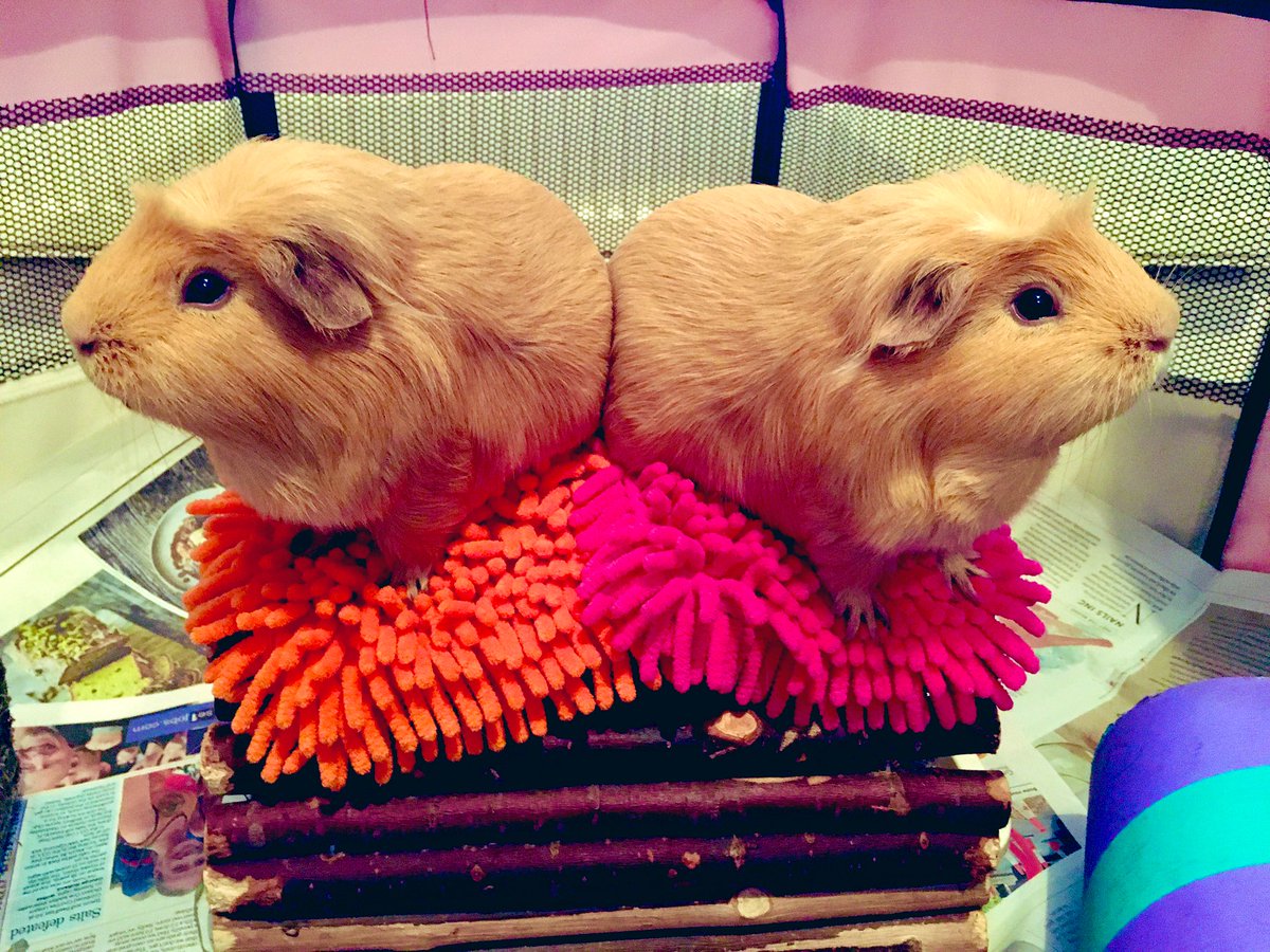 Three years ago today some very mischievous golden bundles came into the world. Happy 3rd Birthday to our special little monsters, Toffee &amp; Barley! #goldenbirthdays #babybums  #goldenbabies #goldenmischief