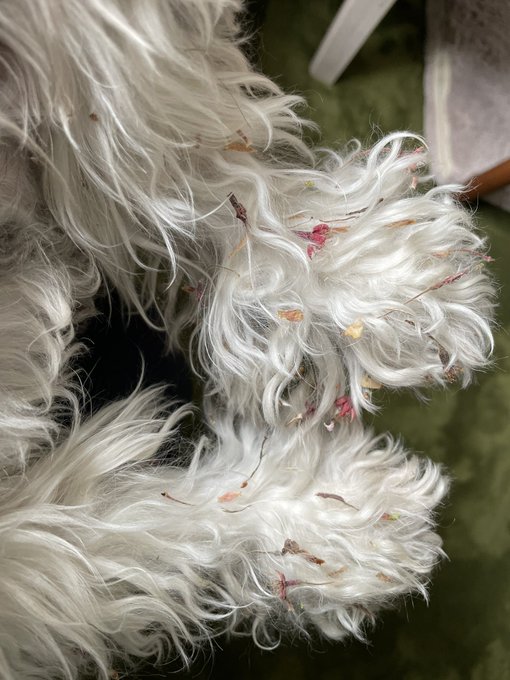 足が 高画質 のtwitterイラスト検索結果 古い順