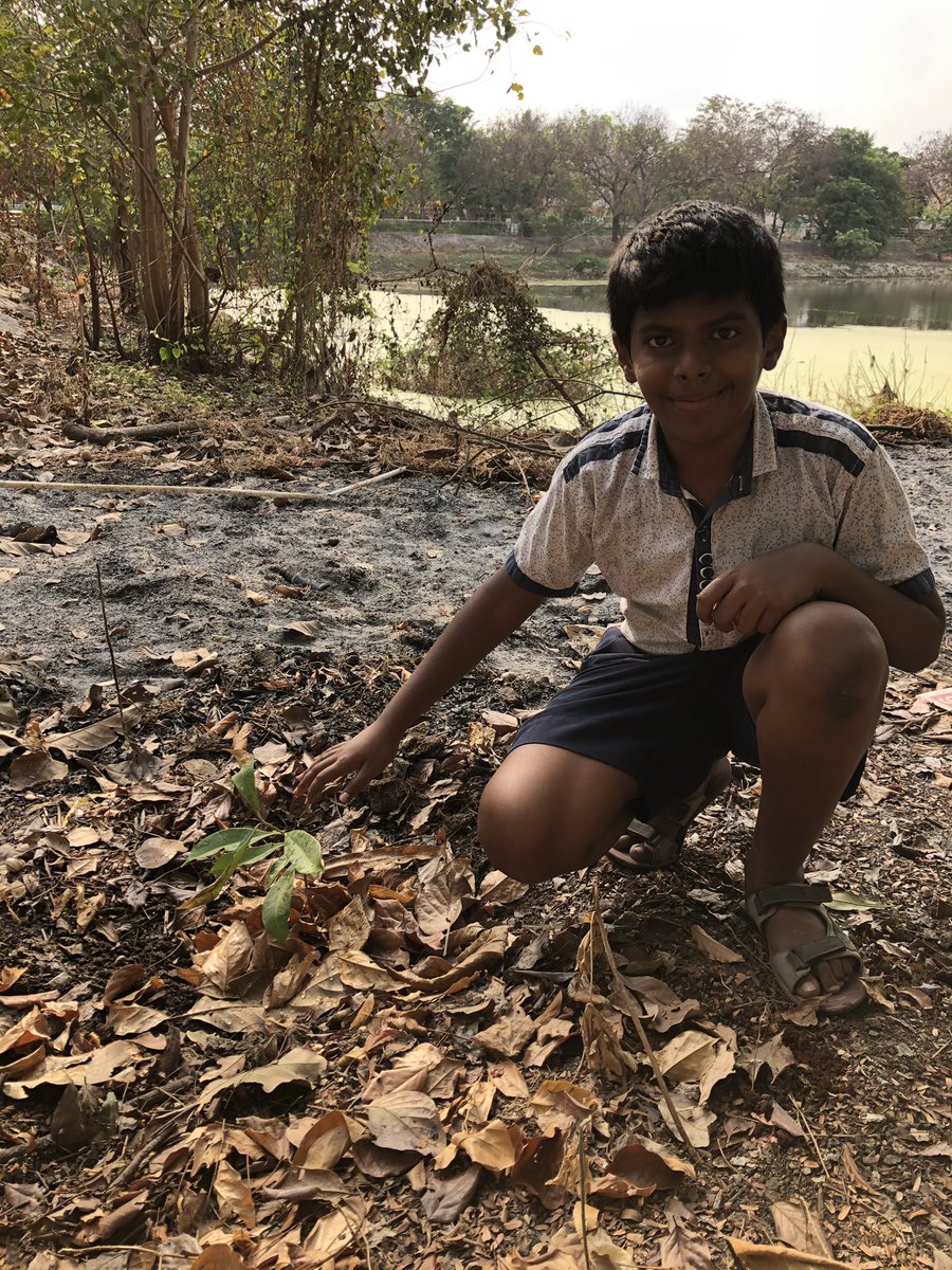 pnbalamurugan's tweet photo. 10 and 11 of 48 for #2treepermonth goal

Jamun and tamarind sapling nursed at our #terracegarden got planted at 
Dr. MGR park (Alavattam koil tank park), Sembakkam https://t.co/yVJXAIO3fA