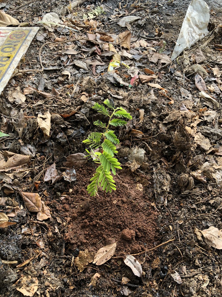 pnbalamurugan's tweet photo. 10 and 11 of 48 for #2treepermonth goal

Jamun and tamarind sapling nursed at our #terracegarden got planted at 
Dr. MGR park (Alavattam koil tank park), Sembakkam https://t.co/yVJXAIO3fA