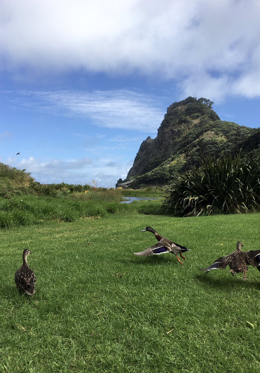 NatashaBarret18's tweet photo. Posing ducks at Karekare.
#Westcoast #beaches #Auckland #waitakeres #iphonephotography #shotoniphone #ducks #duckmodels https://t.co/tlZLahc0ja