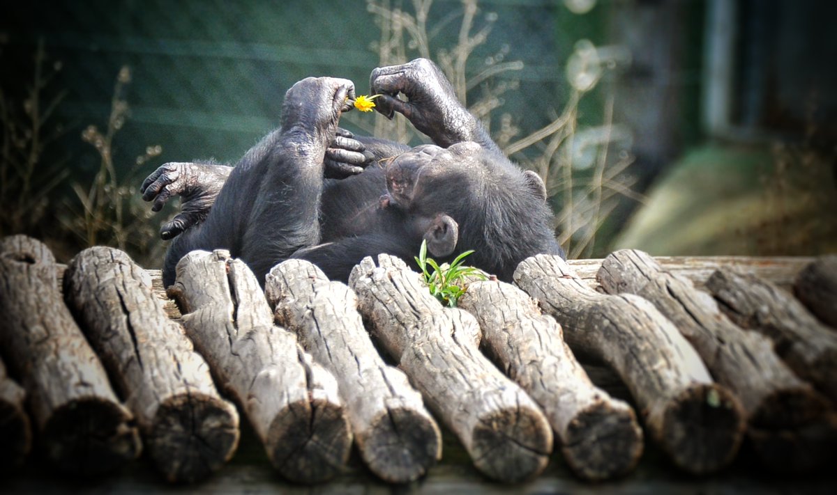 MONA_UK's tweet photo. Africa is plucking the petals of a flower to find out if someone loves her or not 🌼
Do you love her? ADOPT AFRICA! This way you will help us to take care of her and make her have a very happy life👉 https://t.co/Xw7o2Fcl6X
#primatesanctuary #adoptachimp https://t.co/hB0XZX8xTf