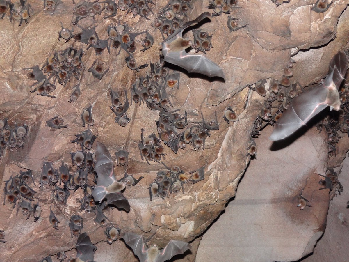 Daniel Streicker tweet media