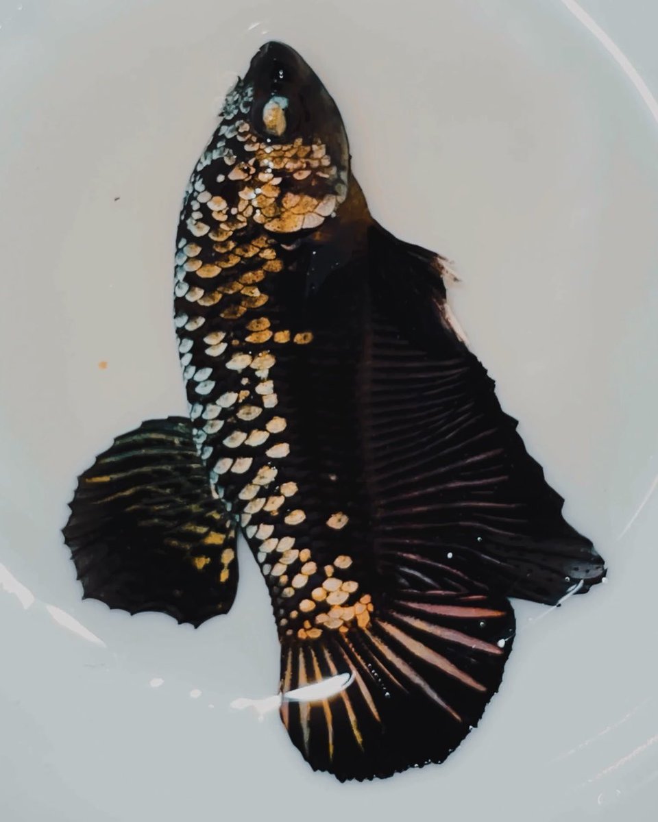 mousebetta0310's tweet photo. Have a nice beginning of the week, guys
Black Copper Star
🇻🇳🇻🇳
Pm me
#BlackCopper
#BlackGoldenLight
#Vietnamese #Betta #Fish https://t.co/a9VZSUNuJz