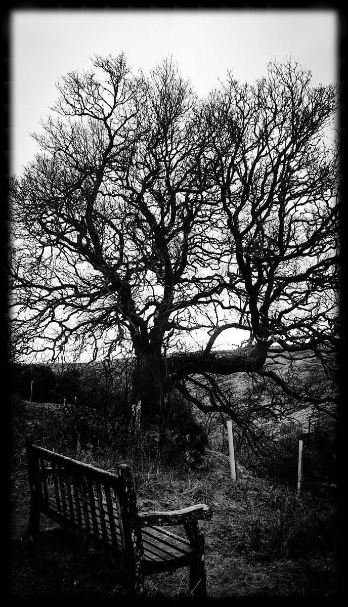 TheCemetress's tweet photo. Happy #thicktrunktuesday everyone
ππ²βπ½π€
#ImStillWaiting
#Treemmunity
#TreeSquad
#GreenHeroes
#IHuggedATreeAtMidnight https://t.co/djUXnHTC8s