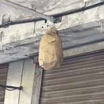 蜂の被害に遭っている人にオススメ？手作りダミー蜂の巣によって蜂類が来なくなる!