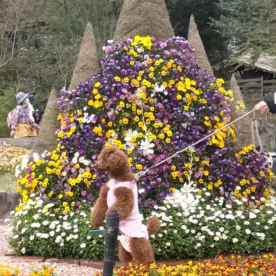 犬猫 ロケ地 撮影秘話 最新情報まとめ みんなの評価 レビューが見れる ナウティスモーション 7ページ目 犬猫 ロケ地 撮影秘話 最新情報まとめ みんなの評価 レビューが見れる ナウティスモーション 7ページ目