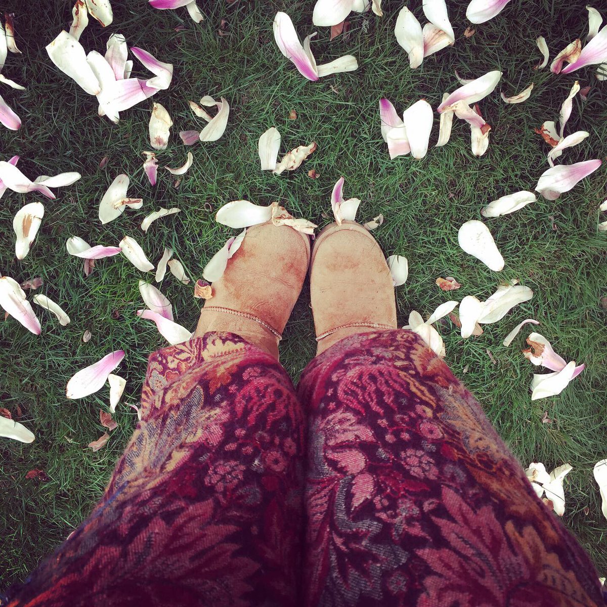 Hippydashery's tweet photo. Blanket pants, magnolia blossom, bright sunshine and freezing cold temperatures. Springtime story 2021 https://t.co/oeIN2pyakr https://t.co/6uAu4586jL