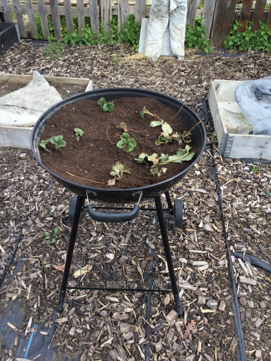Delish_byHES's tweet photo. Check out these great progress photos from one of our Schools, Rainham Village who are taking part in our "Farm to Fork' Project๐ฟ๐ฉโ๐พ
Cant wait to see the final produce- watch this space๐
@SAfoodforlife @HES_orguk @LACA_UK @McCainFoods_B2B
#SchoolGrowing #FarmtoFork #growing https://t.co/q6PX9Jw1O6