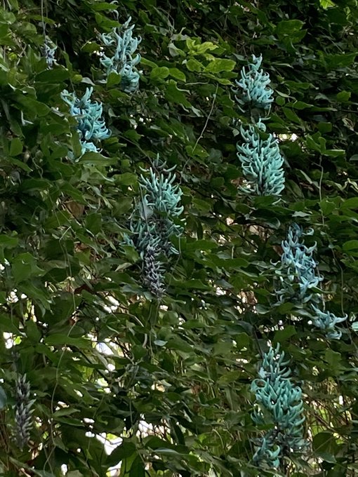 ヒスイカズラのtwitterイラスト検索結果