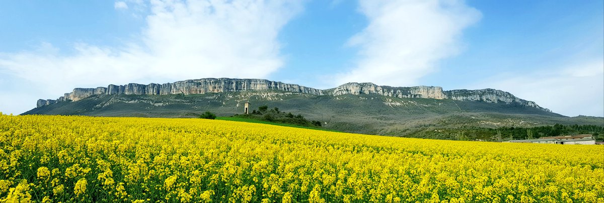 Alfombra amarilla bajo la Sierra de #Lokiz,  paisajes de primavera en #TierraEstella   <a href="/ValdeAllinIbar/">Valle de Allin Ibar</a>