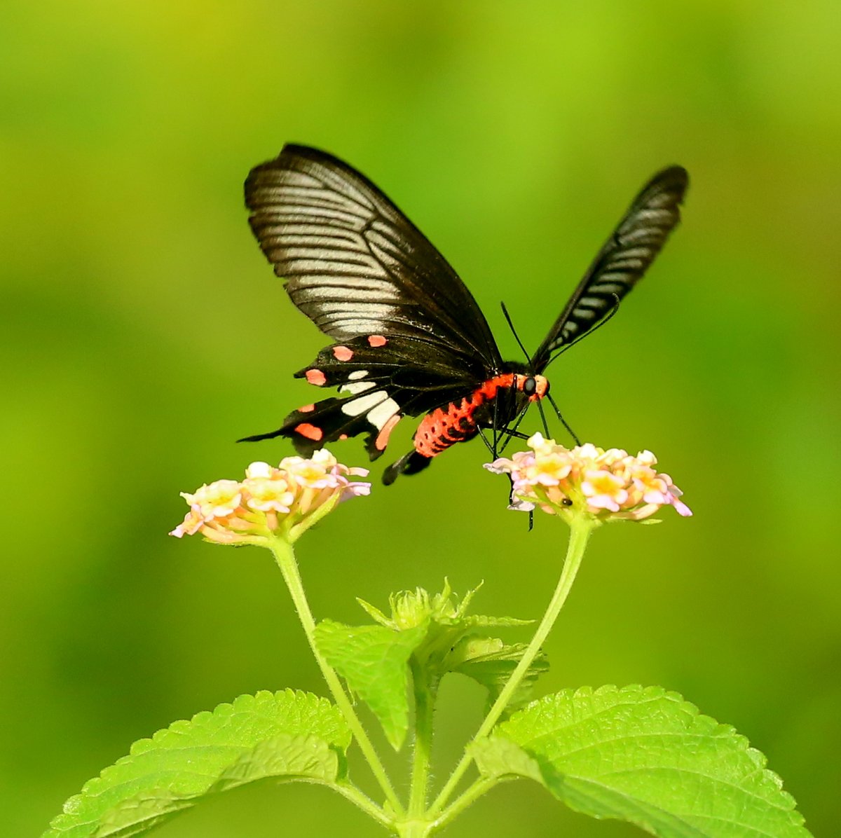 manishariprasad's tweet photo. Why Fly? 
When you can just walk from meal to meal! 

Common Rose for #TitliTuesday by @Bhrigzz 

#IndiAves #IndiButterfly @IndiAves #butterflies #India #Nature #Wildlife #Goa https://t.co/SrNfA7QFGz
