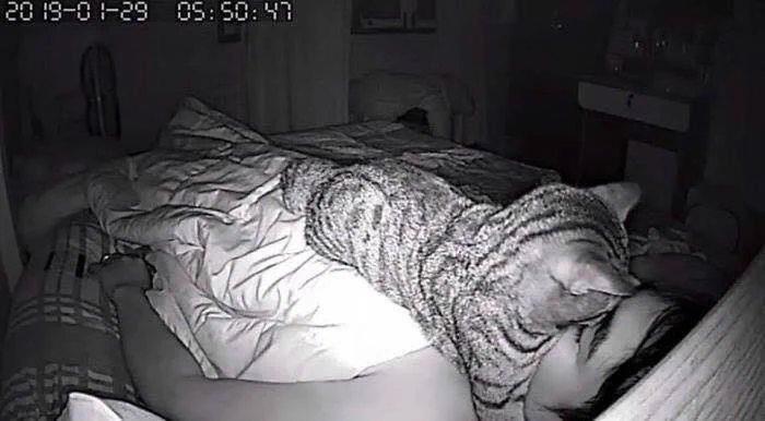 顔面がお気に入りな猫！夜中に息ができなくなったわけとは