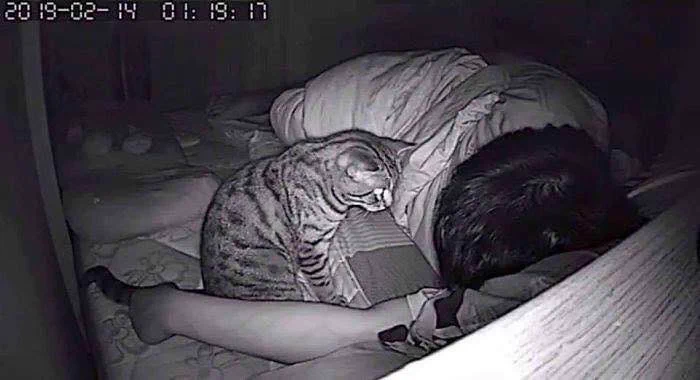 顔面がお気に入りな猫！夜中に息ができなくなったわけとは